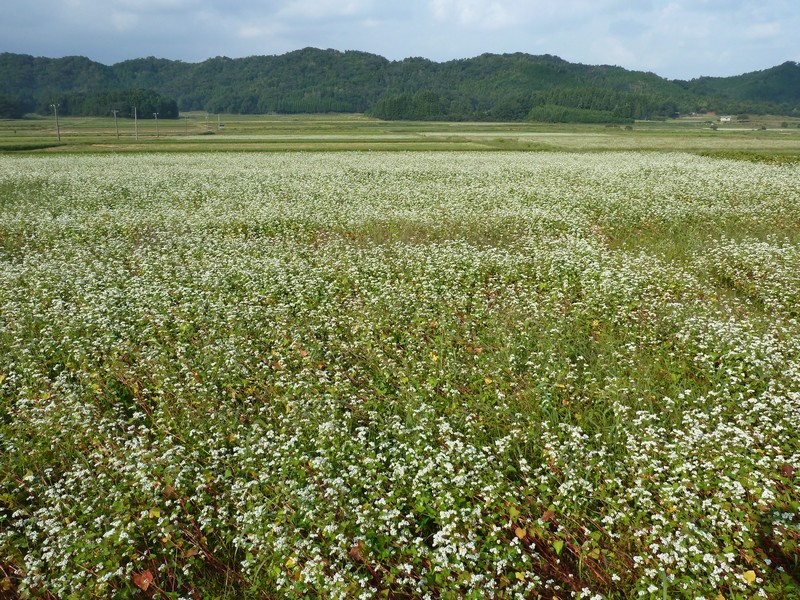 蕎麦畑の蕎麦の花