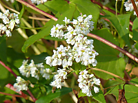 蕎麦の花